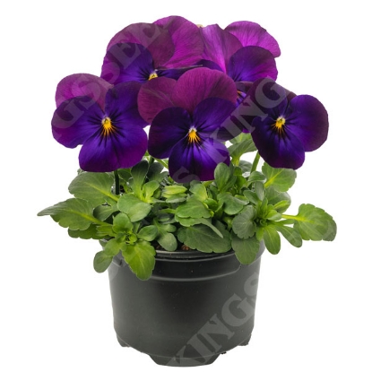 Picture of Viola cornuta Select Neon Flash F1